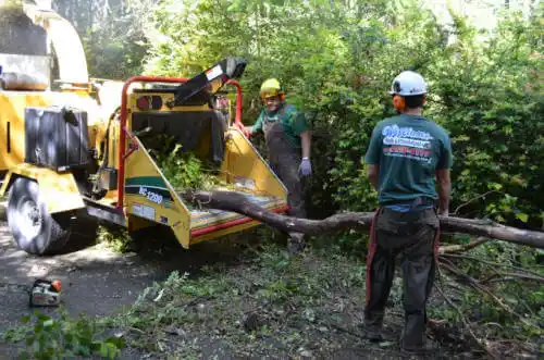 tree services Salt Creek Commons